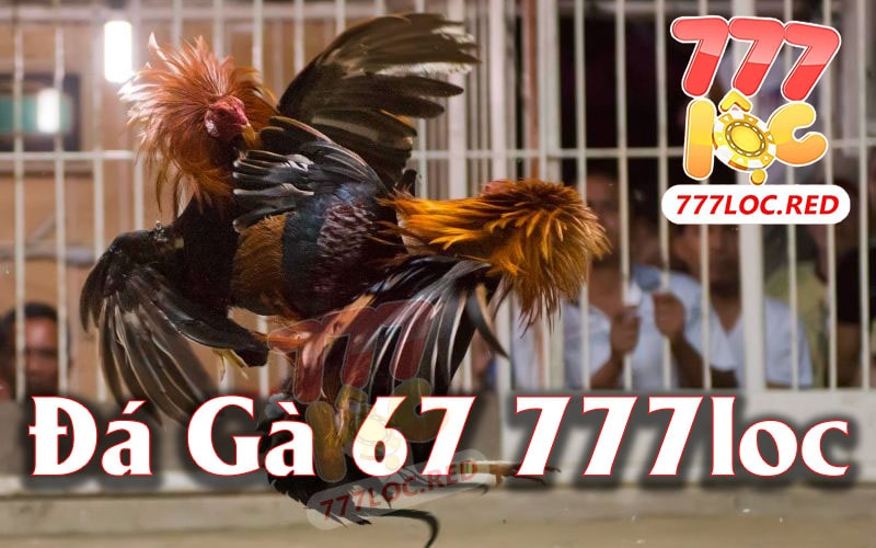 Chơi Đá Gà 67 Và Quy Tắc Cơ Bản